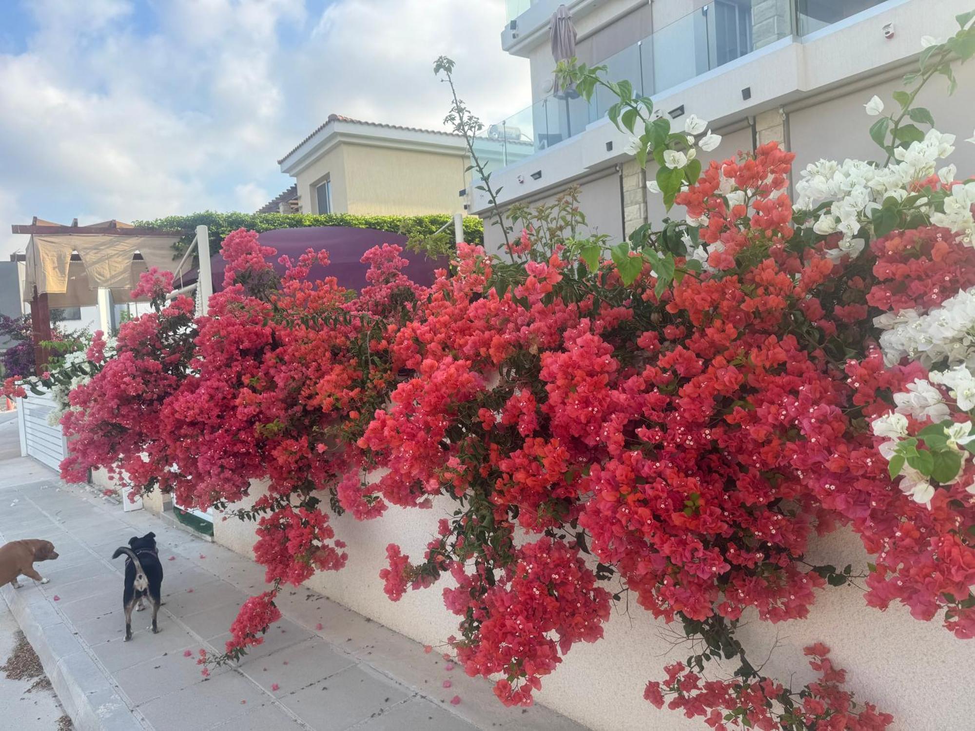 Kwatera prywatna Sea Flowers Village *
